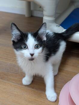 GJ -  Domestic Short Hair Cat Available for Adoption in Decatur, Illinois - GJ | PetCurious