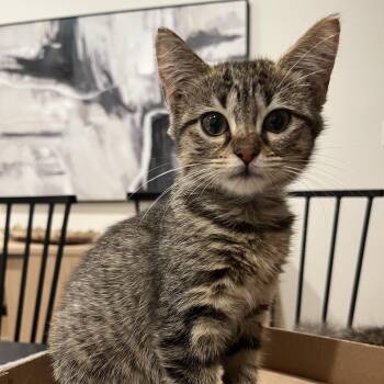 Little Orphan Annie -  Domestic Short Hair Cat for Adoption in Satsuma, Alabama - Little Orphan Annie | PetCurious