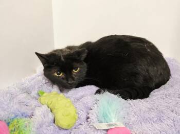 Bonk -  Domestic Short Hair Cat for Adoption in Greensburg, Pennsylvania - Bonk | PetCurious