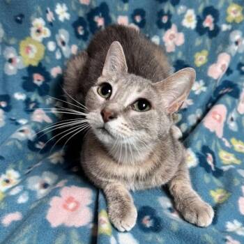Misty -  Domestic Short Hair Cat Available for Adoption in Waterloo, Iowa - Misty | PetCurious