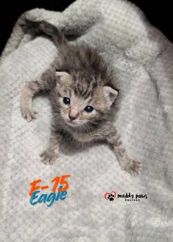 F-15 Eagle -  Domestic Short Hair Cat for Adoption in Council Bluffs, Iowa - F-15 Eagle | PetCurious
