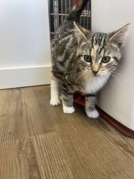 Rescue Domestic Short Hair Cats for Adoption in Salmon, Idaho - Safflower | PetCurious