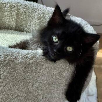 Emily Miller -  Domestic Long Hair Cat for Adoption in Morrison, Colorado - Emily Miller | PetCurious