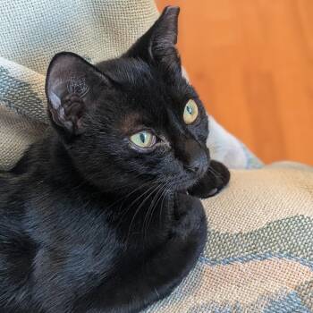 Bell -  Domestic Short Hair and Bombay Cat for Adoption in Wilmington, North Carolina - Bell | PetCurious
