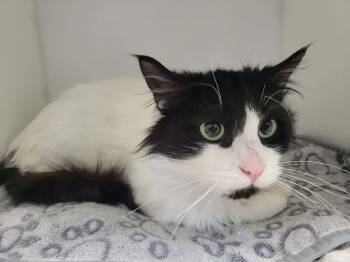 Domestic Medium Hair Cats Available for Adoption in Delson, Quebec - Hugo | PetCurious
