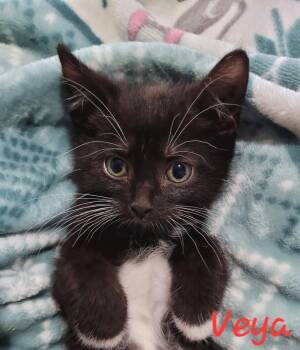 Domestic Short Hair Cats Available for Adoption in Blanchard, Oklahoma - Veya - ACCEPTING APPLICATIONS FOR PRE-ADOPTION | PetCurious