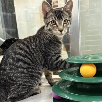 Wayne -  Domestic Short Hair Cat for Adoption in Hailey, Idaho - Wayne | PetCurious