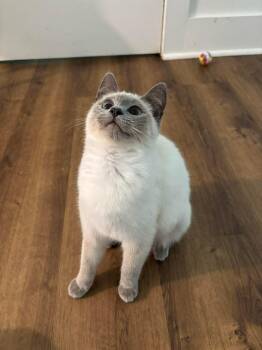 Siamese and Domestic Long Hair Cats Available for Adoption - Eyre And Bronte  | PetCurious