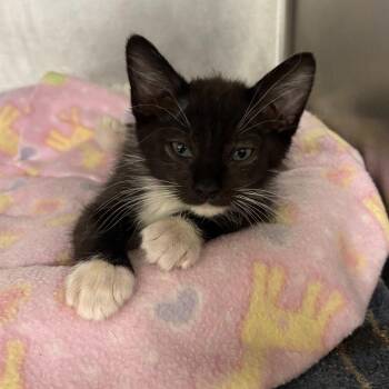 Hansel -  Domestic Short Hair Cat for Adoption in Beaumont, Texas - Hansel | PetCurious