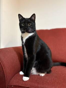Domestic Short Hair Cats Available for Adoption in Davis, California - Piko | PetCurious