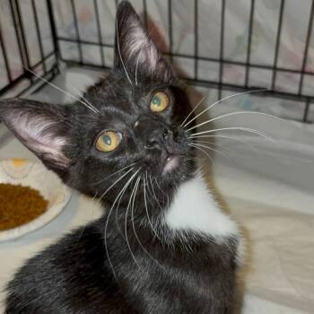 Reverse Osmosis -  Domestic Short Hair Cat for Adoption in Little Mountain, South Carolina - Reverse Osmosis | PetCurious