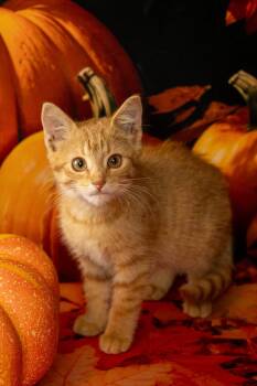 Addie -  Domestic Short Hair Cat for Adoption in Lapeer, Michigan - Addie | PetCurious