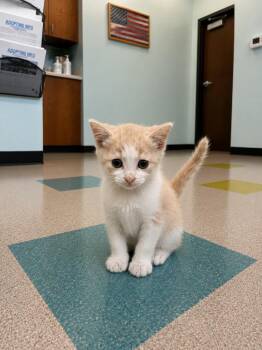 Amigo -  Domestic Short Hair Cat for Adoption in Gallatin, Tennessee - Amigo | PetCurious