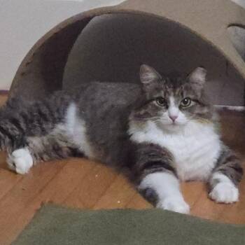 Cupcake -  Domestic Long Hair Cat for Adoption in Watertown, New York - Cupcake | PetCurious