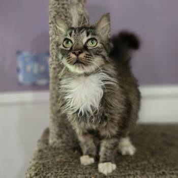 Lenore -  Tabby and Domestic Medium Hair Cat for Adoption in Knoxville, Tennessee - Lenore | PetCurious
