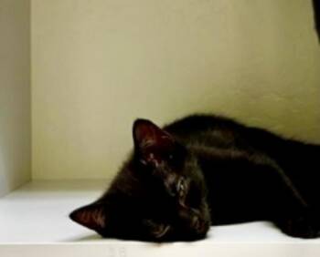 Rescue Bombay Cats for Adoption in Fresno, California - Blackie | PetCurious
