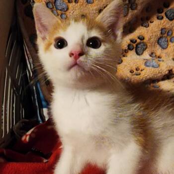 Chaz -  Domestic Short Hair Cat for Adoption in Shinnston, West Virginia - Chaz | PetCurious