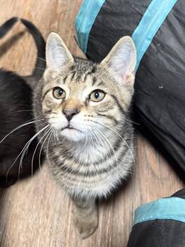 Domestic Short Hair Cats Available for Adoption in Buffalo, New York - Pablo | PetCurious