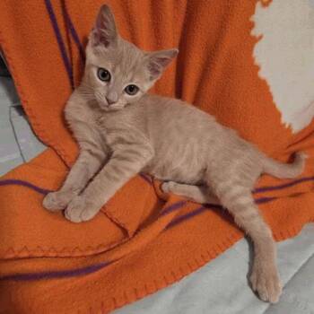 Lux -  Domestic Short Hair Cat for Adoption in New York, New York - Lux | PetCurious