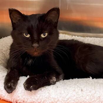 Domestic Short Hair Cats Available for Adoption - Indigo | PetCurious