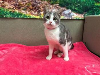 Domestic Short Hair Cats Available for Adoption - A549053 | PetCurious