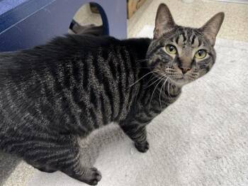 Domestic Short Hair Cats Available for Adoption in Brentwood, Missouri - COCO | PetCurious