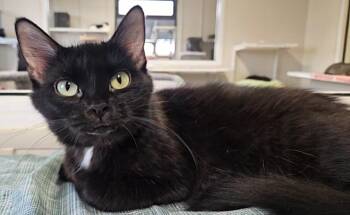 Rescue Domestic Long Hair Cats for Adoption in Fremont, Ohio - Khloe | PetCurious