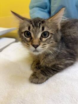 Mulder -  Domestic Long Hair Cat for Adoption in Raleigh, North Carolina - Mulder | PetCurious
