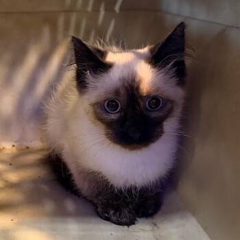 Suki -  Siamese Cat for Adoption in Cheyenne, Wyoming - Suki | PetCurious