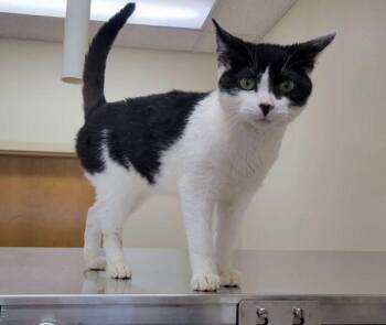 Domestic Short Hair Cats Available for Adoption in Kennewick, Washington - Pickles | PetCurious