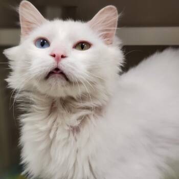 Maximilian -  Domestic Medium Hair Cat for Adoption in Sarasota, Florida - Maximilian | PetCurious