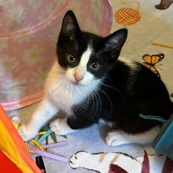 Bellamy -  Domestic Short Hair Cat for Adoption in Lake Orion, Michigan - Bellamy | PetCurious