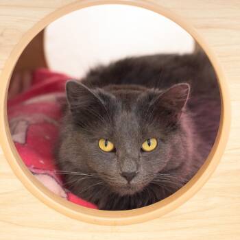 Atomic Kitten -  Domestic Long Hair Cat for Adoption in Boulder, Colorado - Atomic Kitten | PetCurious