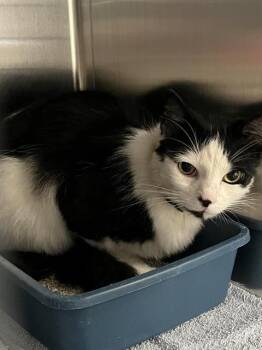 Rescue Domestic Medium Hair Cats for Adoption in Kent, Washington - JOHN | PetCurious