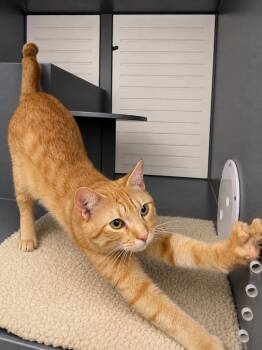 Trinidad 2 -  Domestic Short Hair Cat for Adoption in Fort Lupton, Colorado - Trinidad 2 | PetCurious