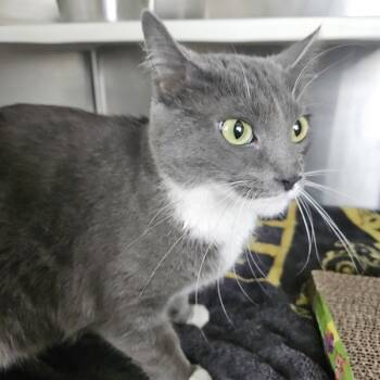 Rescue Domestic Short Hair Cats for Adoption in Des Moines, Iowa - Gracie | PetCurious