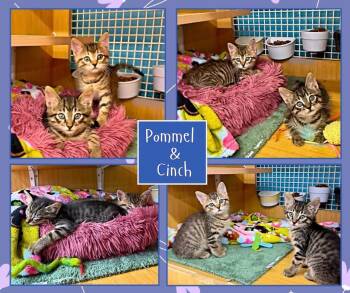 Pommel & Cinch -  Domestic Short Hair Cat for Adoption in Manhattan, Kansas - Pommel & Cinch | PetCurious