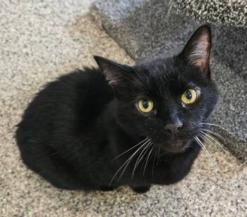 Rescue Domestic Short Hair Cats for Adoption in Fremont, Ohio - Jett | PetCurious