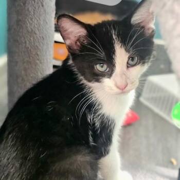 Rex -  Domestic Short Hair Cat for Adoption in Ferndale, Washington - Rex | PetCurious