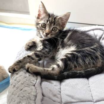 Rescue Domestic Short Hair Cats for Adoption in South Riding, Virginia - Angelica | PetCurious