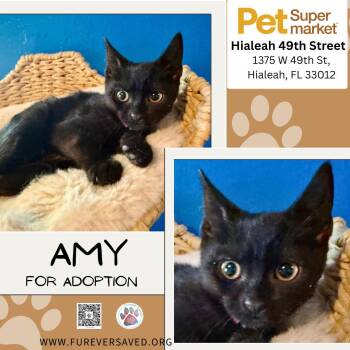 Amy -  Domestic Short Hair Cat for Adoption in Miami, Florida - Amy | PetCurious