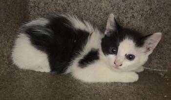 If12c Mimi -  Domestic Short Hair Cat for Adoption in Lawrenceville, Georgia - If12c Mimi | PetCurious