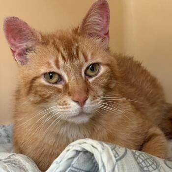 Domestic Short Hair Cats Available for Adoption in East Hanover, New Jersey - January | PetCurious