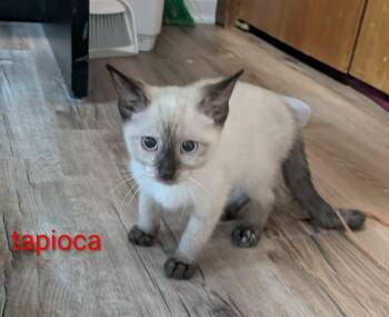 Tapioca -  Siamese Cat for Adoption in Urbandale, Iowa - Tapioca | PetCurious