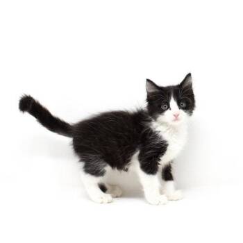 Seoul -  Domestic Short Hair Cat for Adoption in Florence, Arizona - Seoul | PetCurious