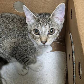 Chocolate Chunk -  Domestic Short Hair Cat for Adoption - Chocolate Chunk | PetCurious