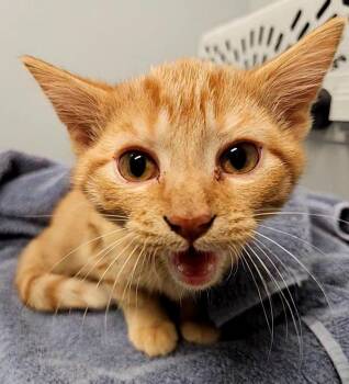 Spicy Tomato -  Domestic Short Hair Cat for Adoption in Bloomington, Indiana - Spicy Tomato | PetCurious