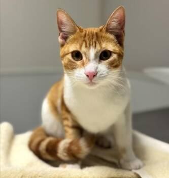 Domestic Short Hair Cats Available for Adoption - Michi | PetCurious