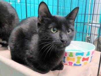 JACKSON -  Domestic Short Hair Cat for Adoption in Oklahoma City, Oklahoma - JACKSON | PetCurious