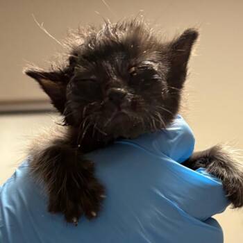 Domestic Short Hair Cats Available for Adoption in Yuma, Arizona - HSOY-Stray-127160 | PetCurious